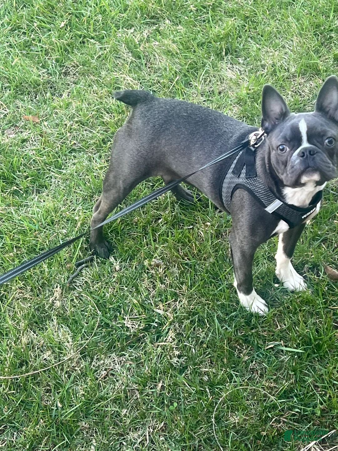 Border Terrier dogs for sale: Border Terrier Puppy 1 - Ad 2