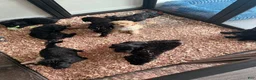 Double Doodle dogs for sale:  Amethyst - Ad 34
