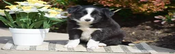 Border Collie dogs for sale: Dayla - Ad 4
