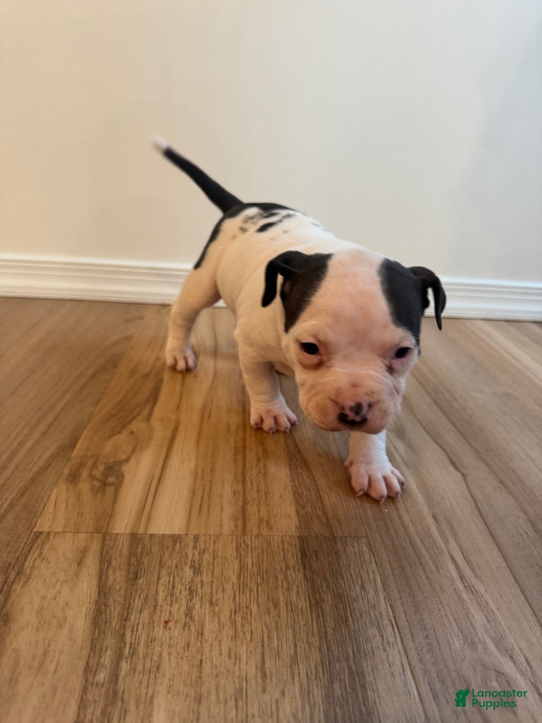 American Bully dogs for sale: Winnie - Ad 4