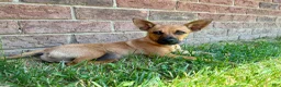 Chorkie dogs for sale: Bosley - Ad 1