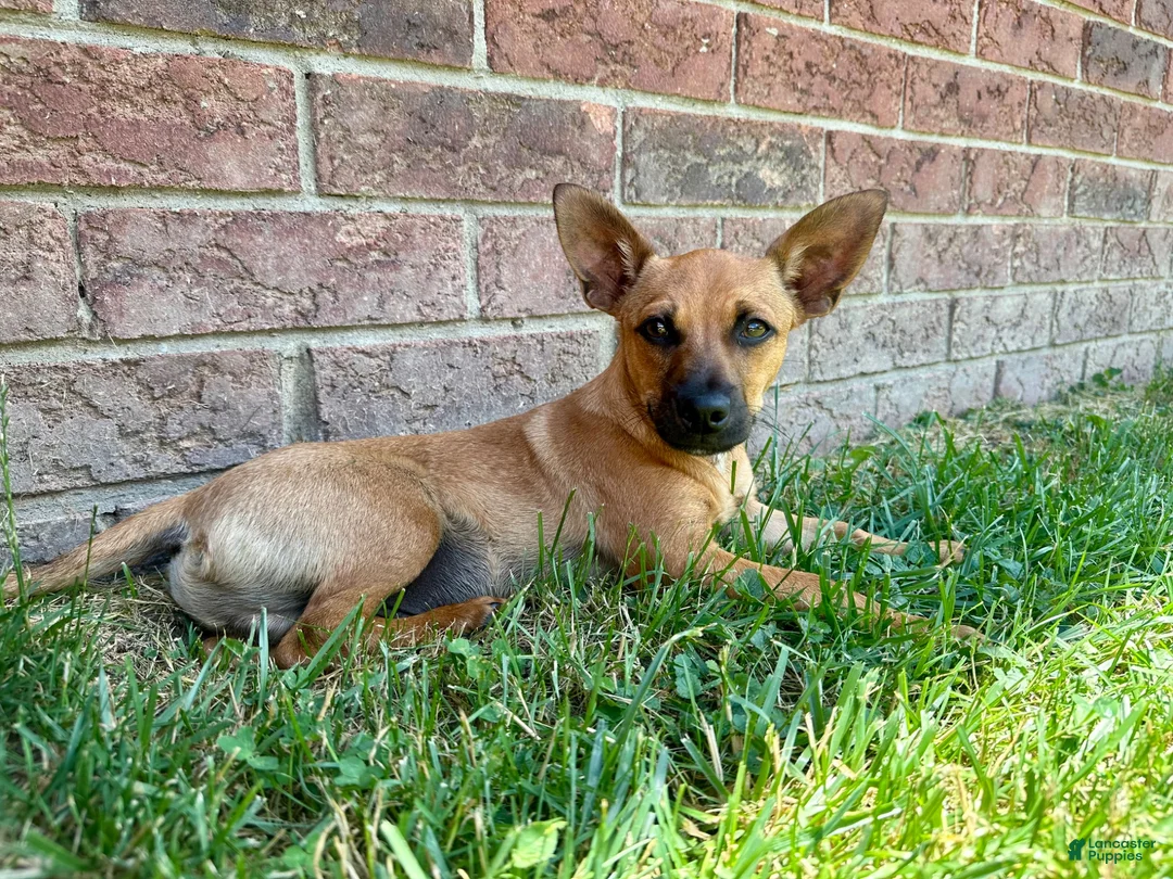 Chorkie dogs for sale: Bosley - Ad 1