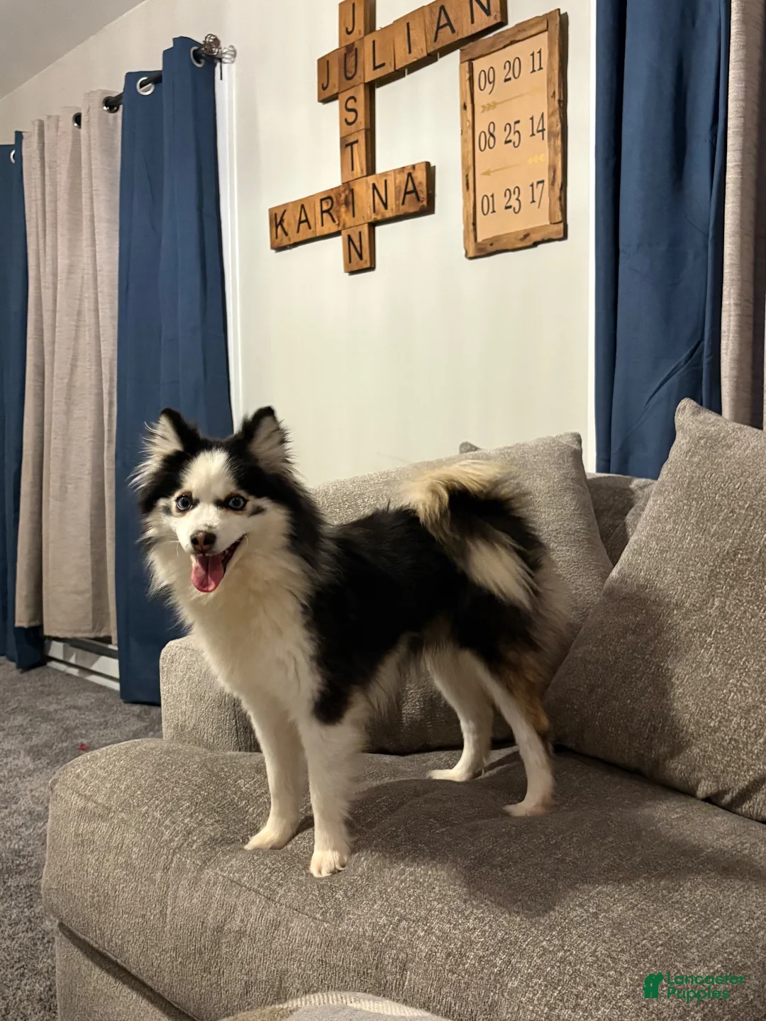 Pomsky dogs for sale: Pomsky 2 - Ad 2