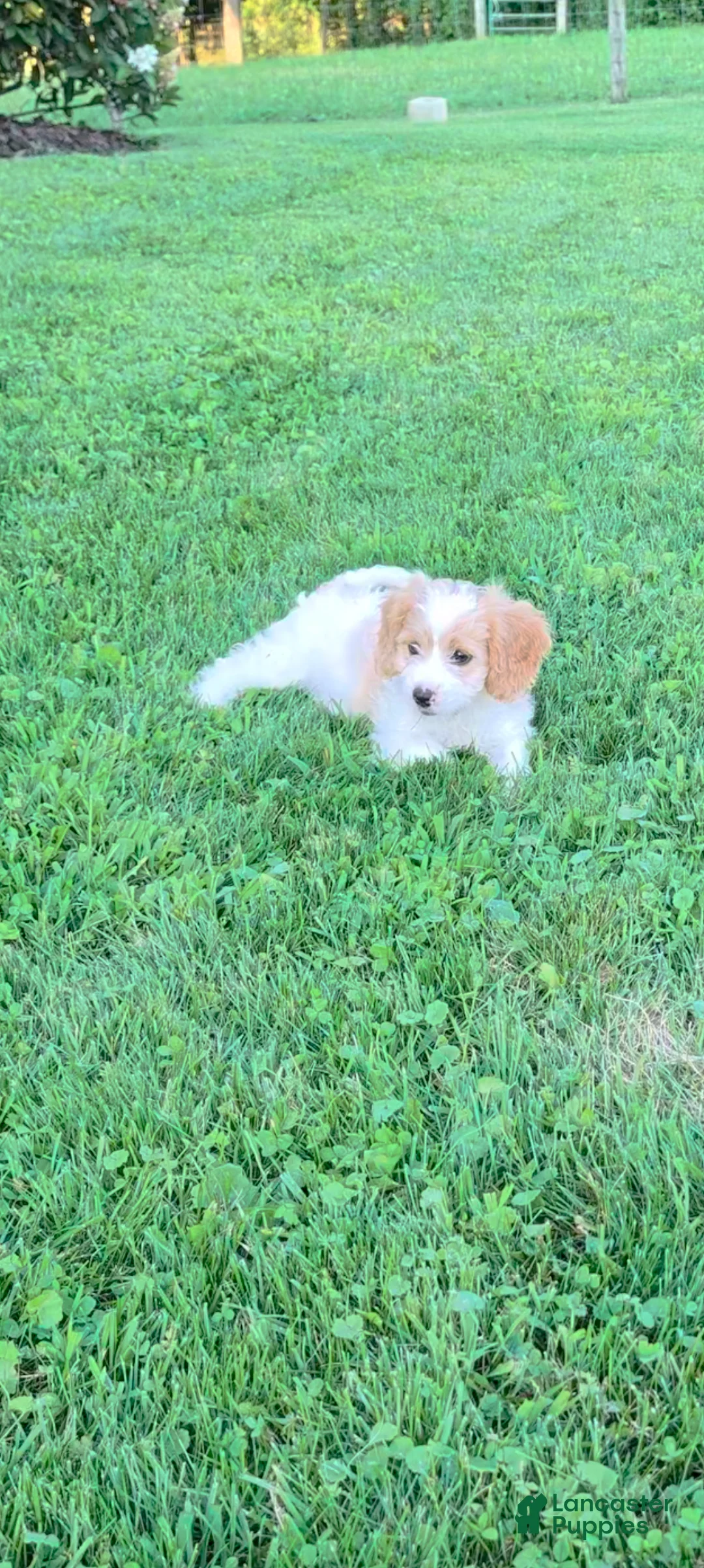Cavapoo dogs for sale: Molly - Ad 3