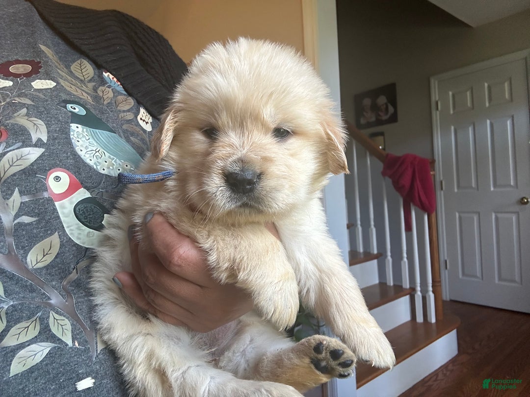 Golden Retriever dogs for sale: Jupiter  - Ad 6