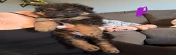 German Shepherd dogs for sale: Long Coat German Shepherd- Purple Female - Ad 7