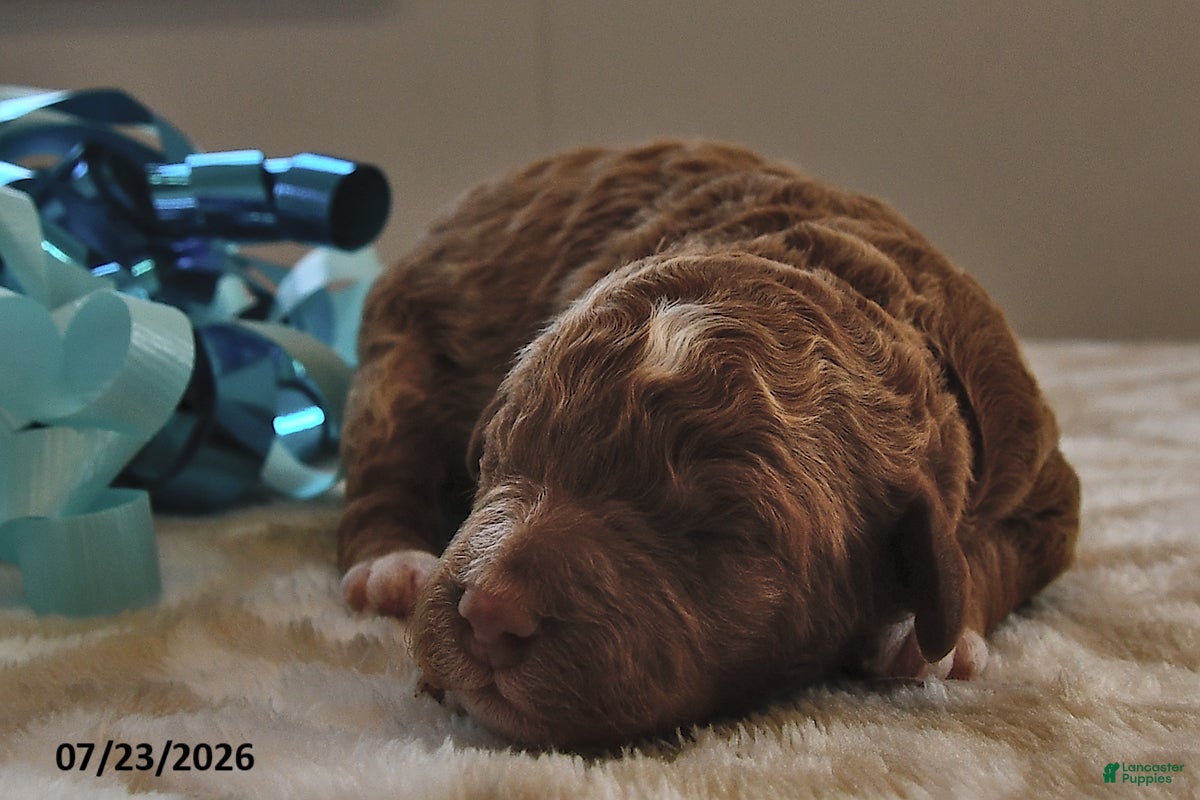 Mini Goldendoodle dogs Louie - Ad 2