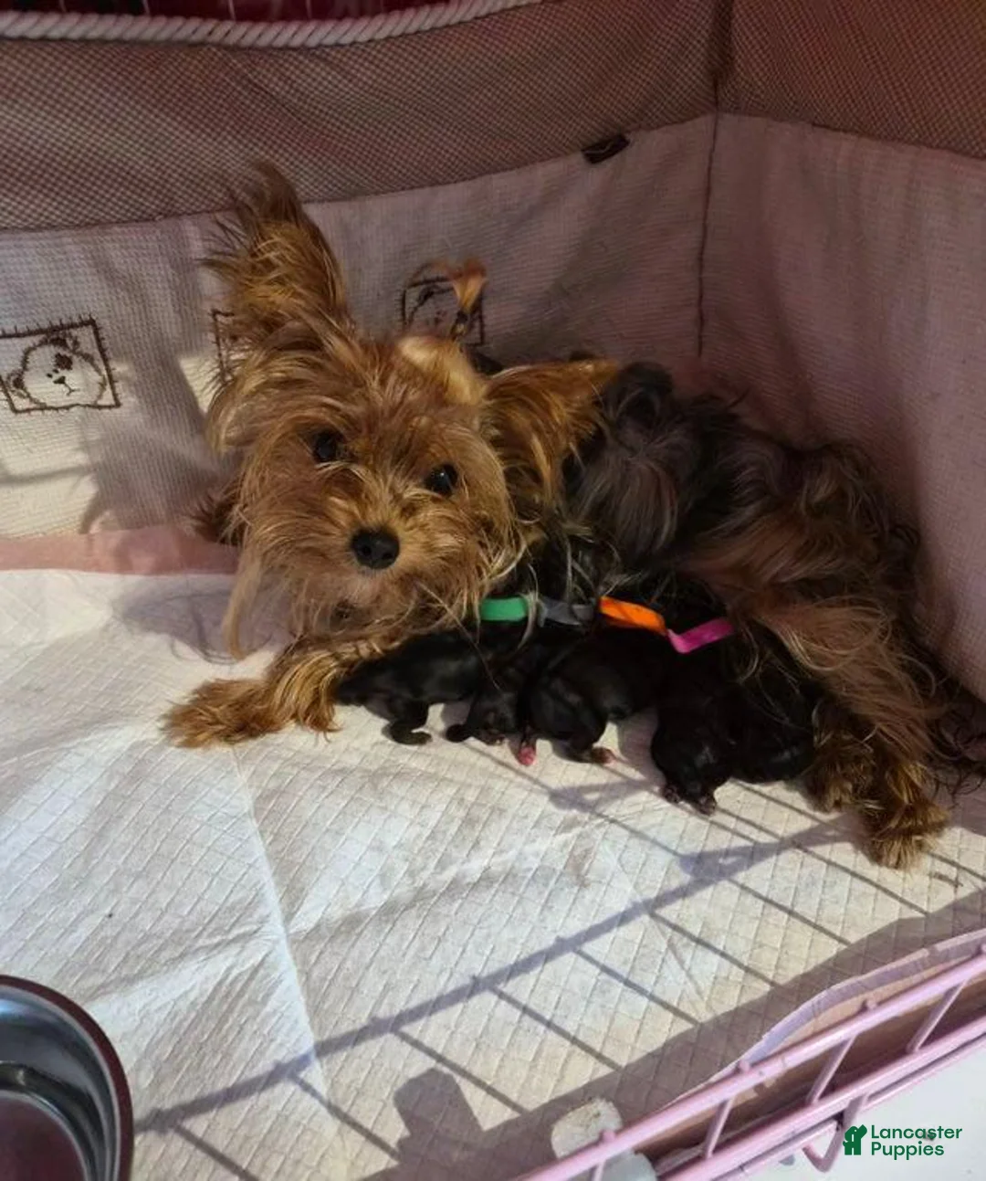 Yorkshire Terrier dogs for sale:  Carrel - Ad 8