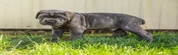Cane Corso dogs for sale: Big Joe (Champion Bloodline) - Ad 6