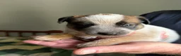 Australian Cattle Dog dogs for sale: Georgie Girl - Ad 31