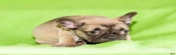 French Bulldog dogs for sale: Cassie - Ad 6