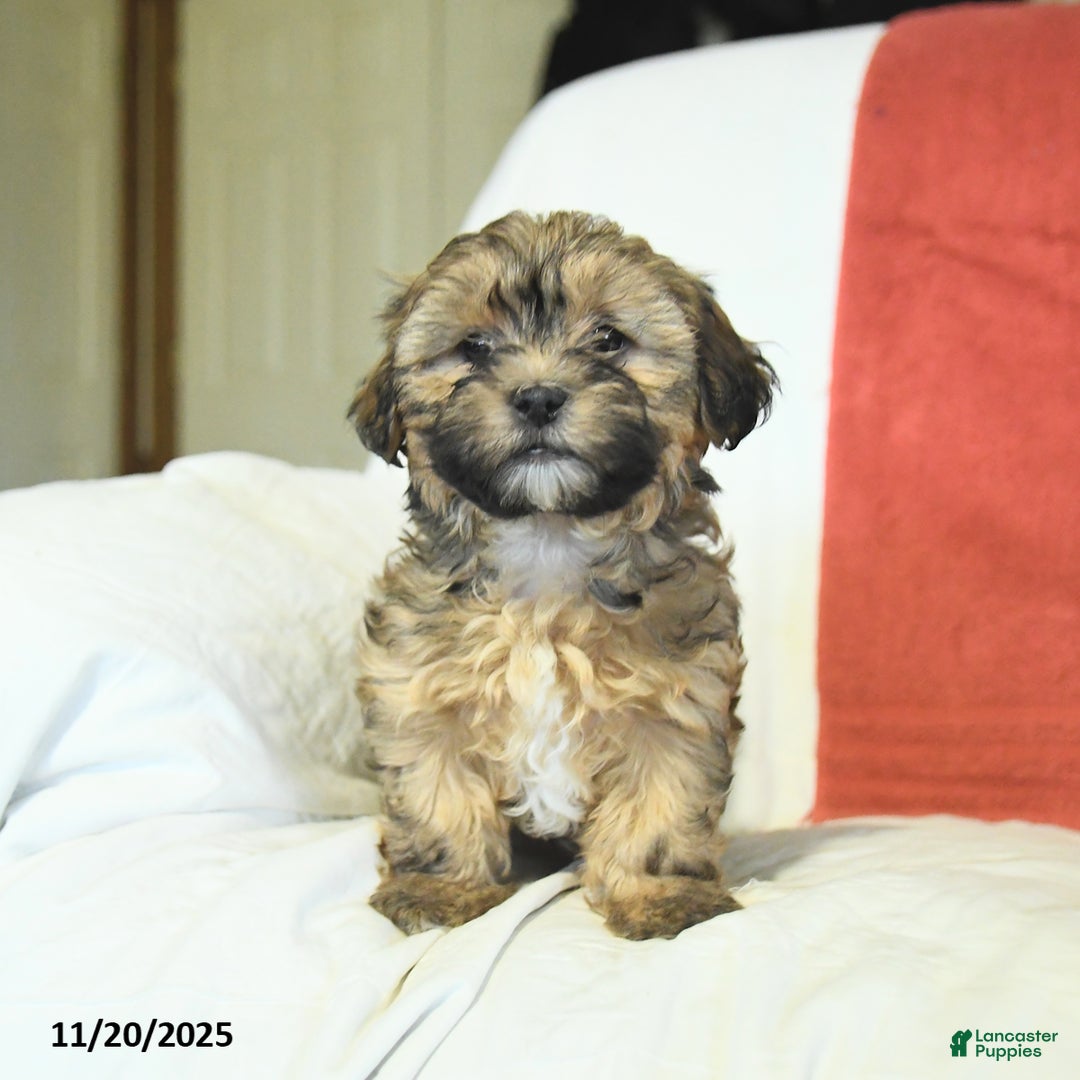 Shorkie dogs for sale: Moon  - Ad 5