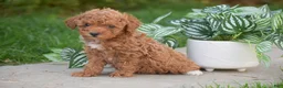 Miniature Poodle dogs for sale: Gabriella - Ad 2