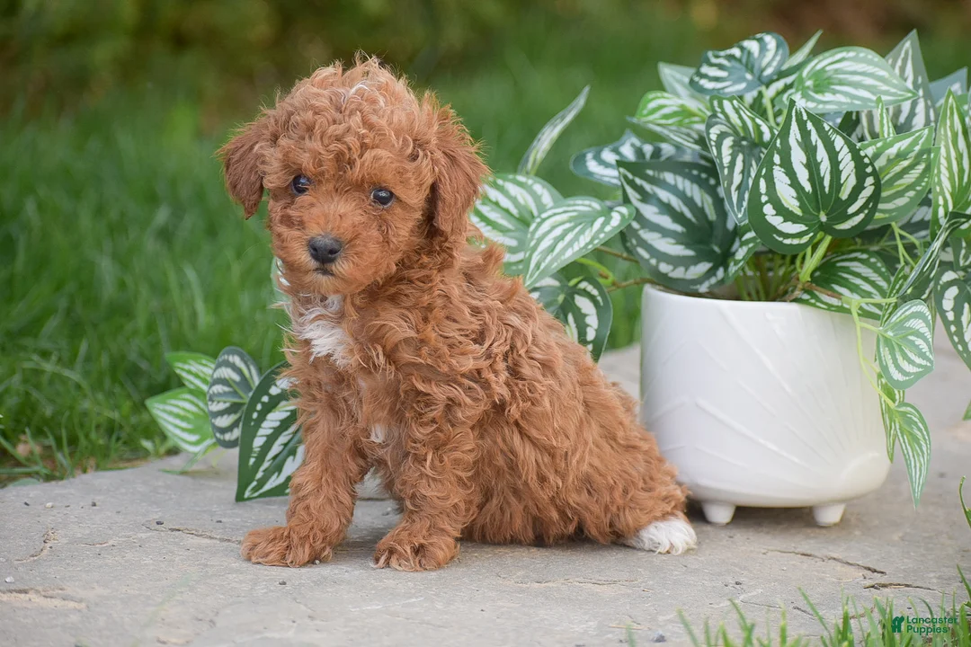 Miniature Poodle dogs for sale: Gabriella - Ad 2