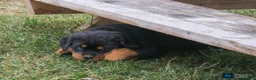 Rottweiler dogs for sale: Farley - Ad 5