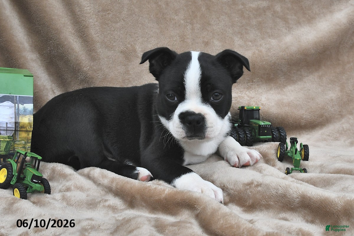 Boston Terrier dogs Beau - Ad 1
