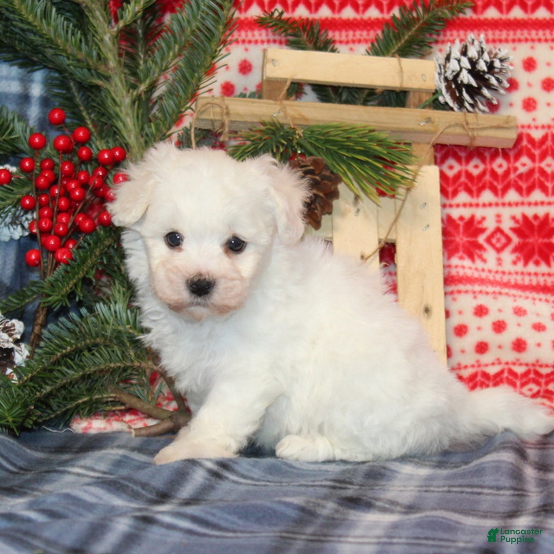 Bichon Frise dogs for sale: Ivy - Ad 4