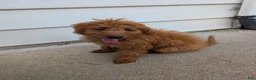 Irish Doodle dogs for sale: Irish Doodle 2 - Ad 2