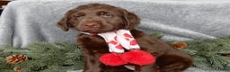 Labradoodle dogs for sale: Mrs. Claus  - Ad 1