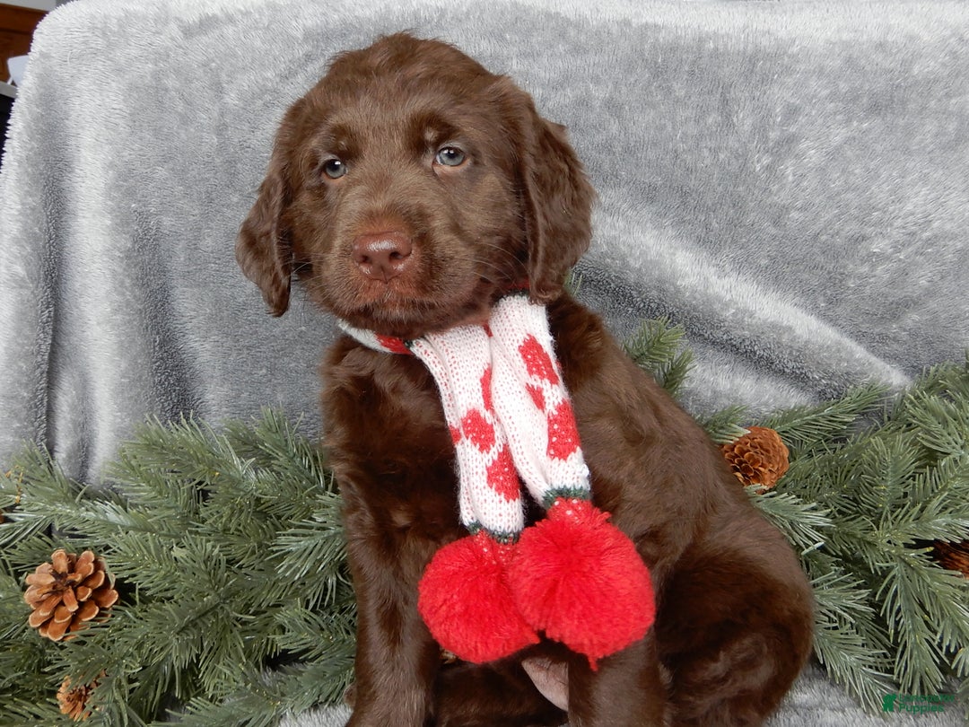 Labradoodle dogs for sale: Mrs. Claus  - Ad 1