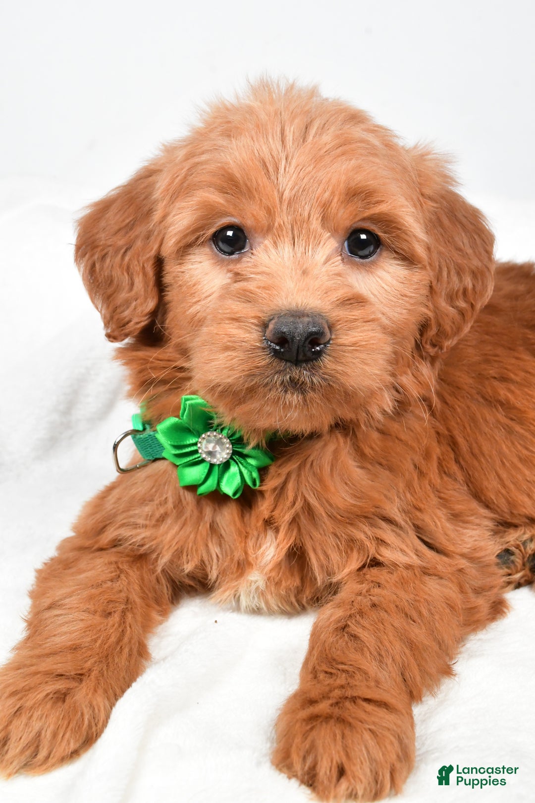 Mini Goldendoodle dogs for sale: Beth - Ad 6