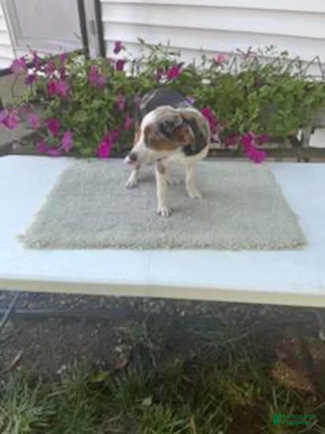 Mixed Breed dogs for sale: Mixed Breed 1 Maggie - Ad 4