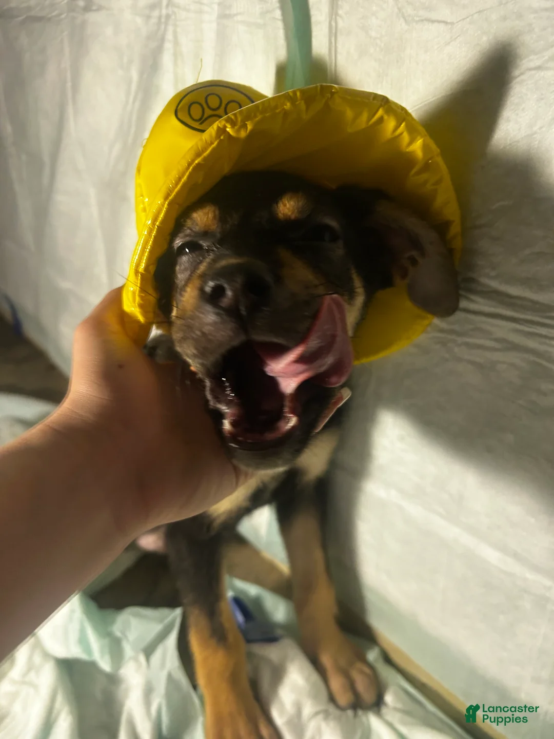 Mixed Breed dogs for sale: Mixed Breed Puppy 3 - Ad 1