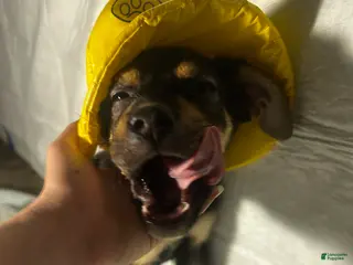 Mixed Breed dogs Mixed Breed Puppy 3 - Ad 41