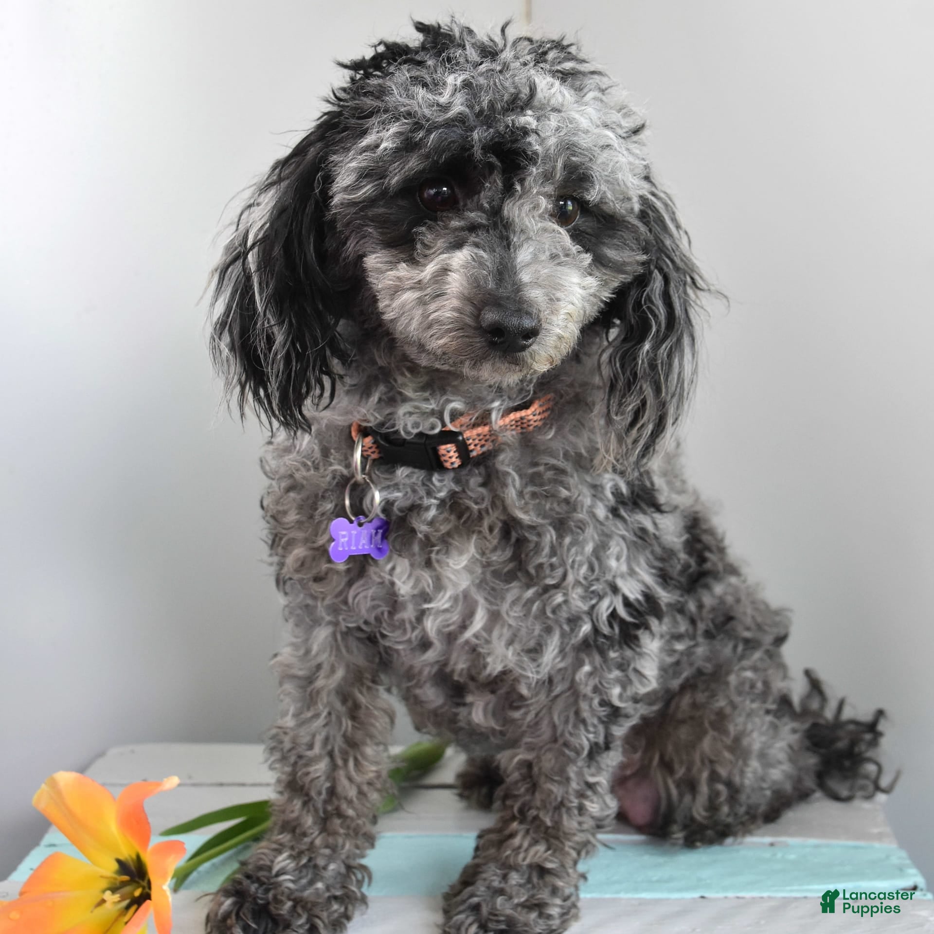 Toy Poodle dogs Riah - Ad 2