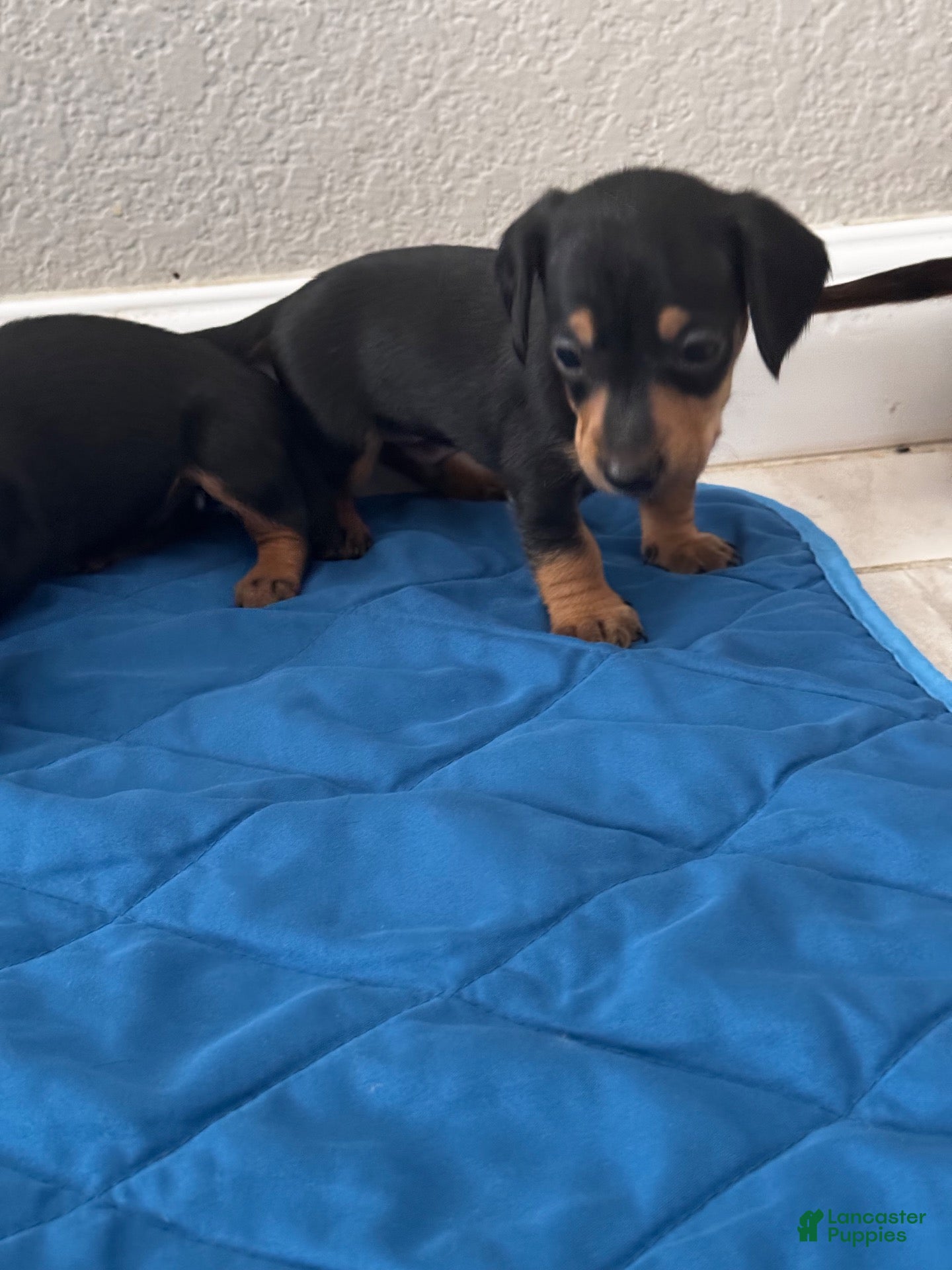 Dachshund dogs Dachshund 1 - Ad 8