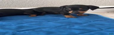 Dachshund 1