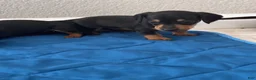 Dachshund dogs for sale: Dachshund 1 - Ad 1