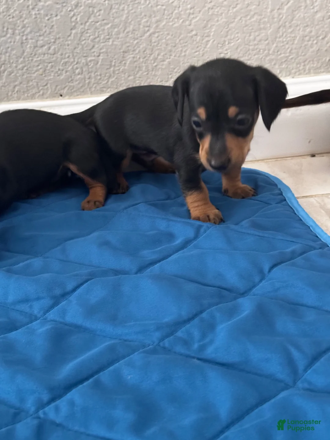 Dachshund dogs for sale: Dachshund 1 - Ad 1