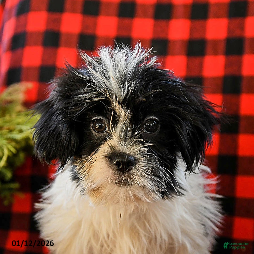 Shih Tzu dogs for sale: Archie - Ad 5