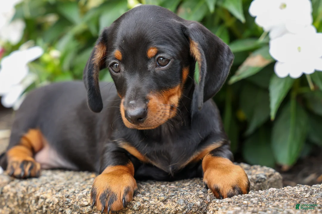 Miniature Dachshund dogs for sale: Iggy🐶  - Ad 2