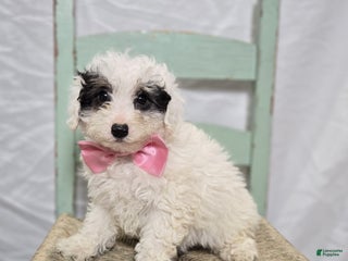 Pomapoo dogs Lolly - Ad 8