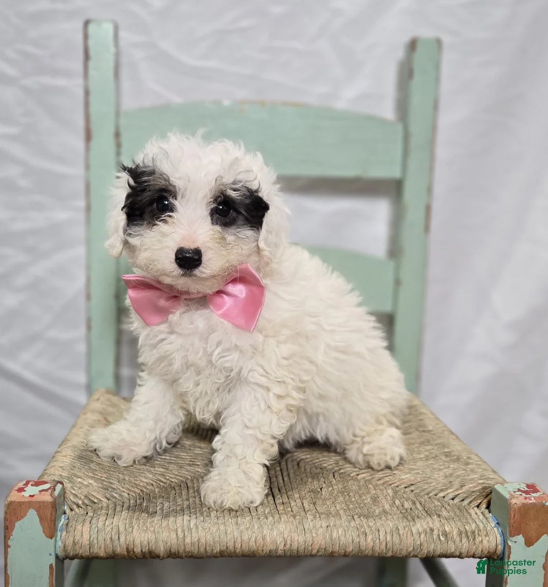 Pomapoo dogs for sale: Lolly - Ad 1