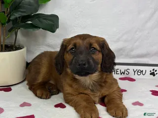 Mixed Breed dogs Danny - Ad 33