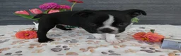 Boston Terrier dogs for sale: Boston Terrier 1 Toby - Ad 4