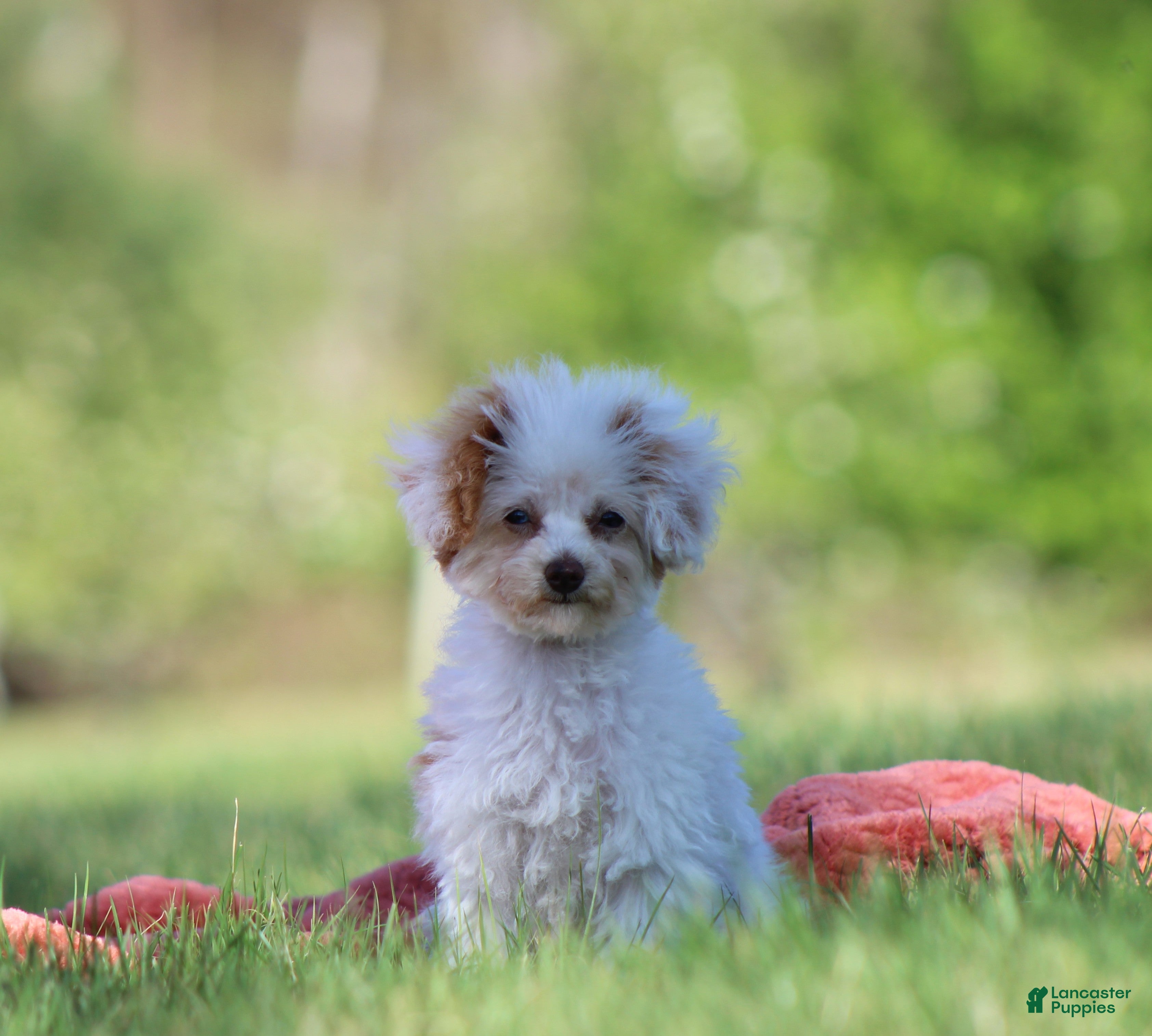 Toy Poodle dogs Paris - Ad 1