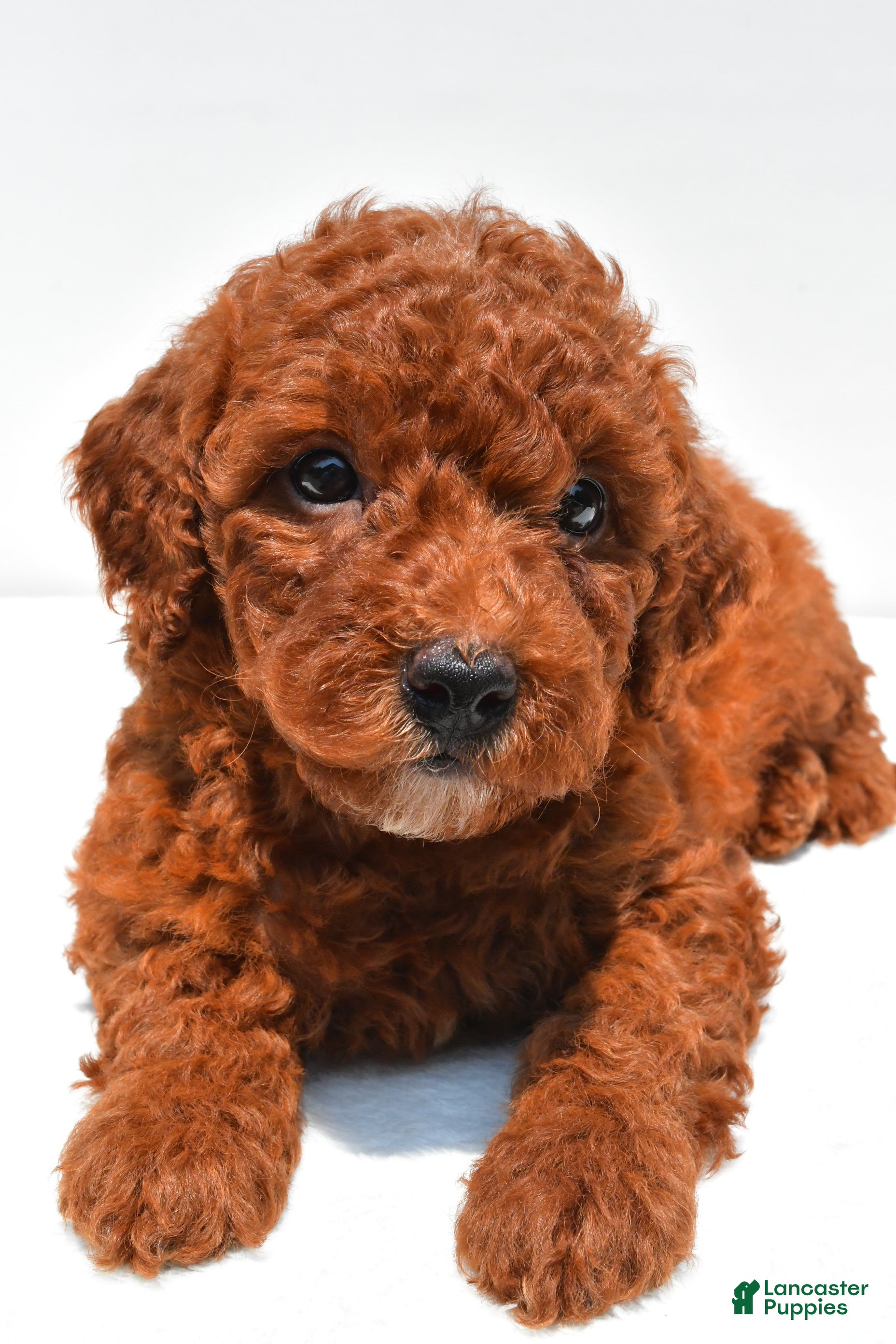 Mini Goldendoodle dogs Noelle  - Ad 2
