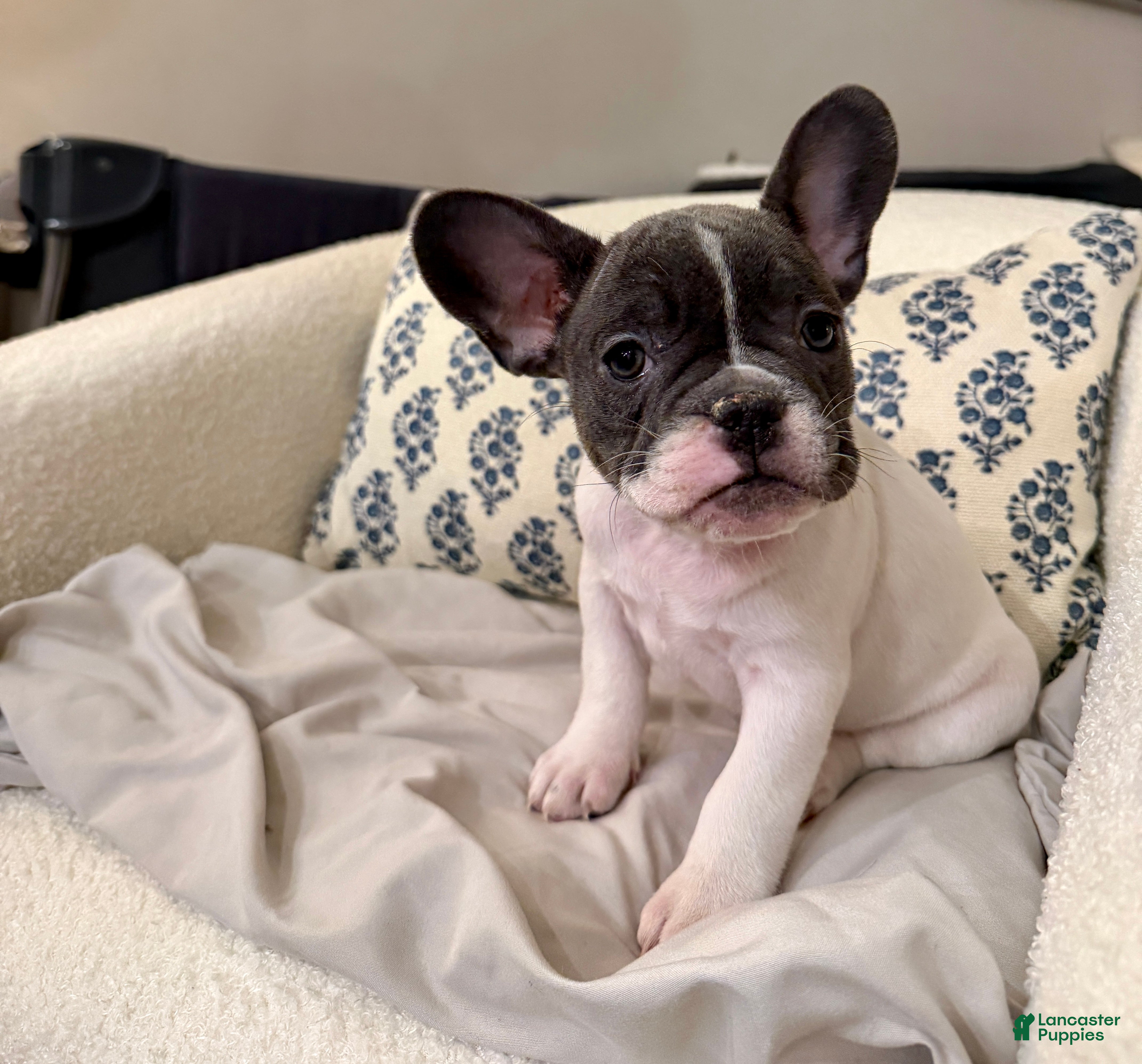 French Bulldog dogs Stella - Ad 17