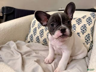 French Bulldog dogs Stella - Ad 14