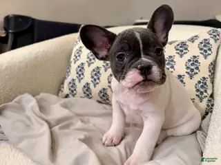French Bulldog dogs Stella - Ad 20