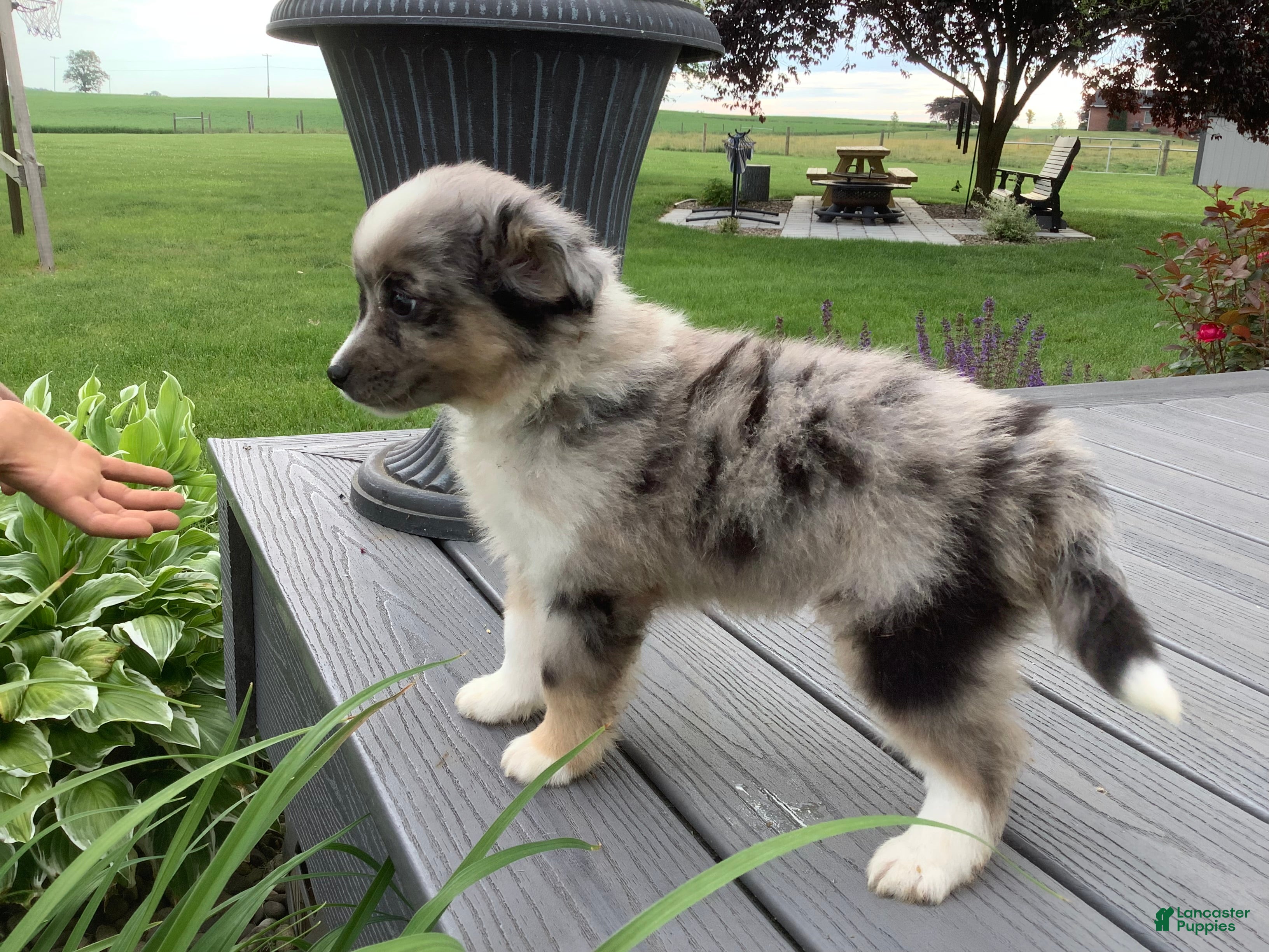 Miniature Australian Shepherd dogs Matt - Ad 2