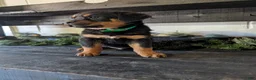 Rottweiler dogs for sale: Brent - Ad 11