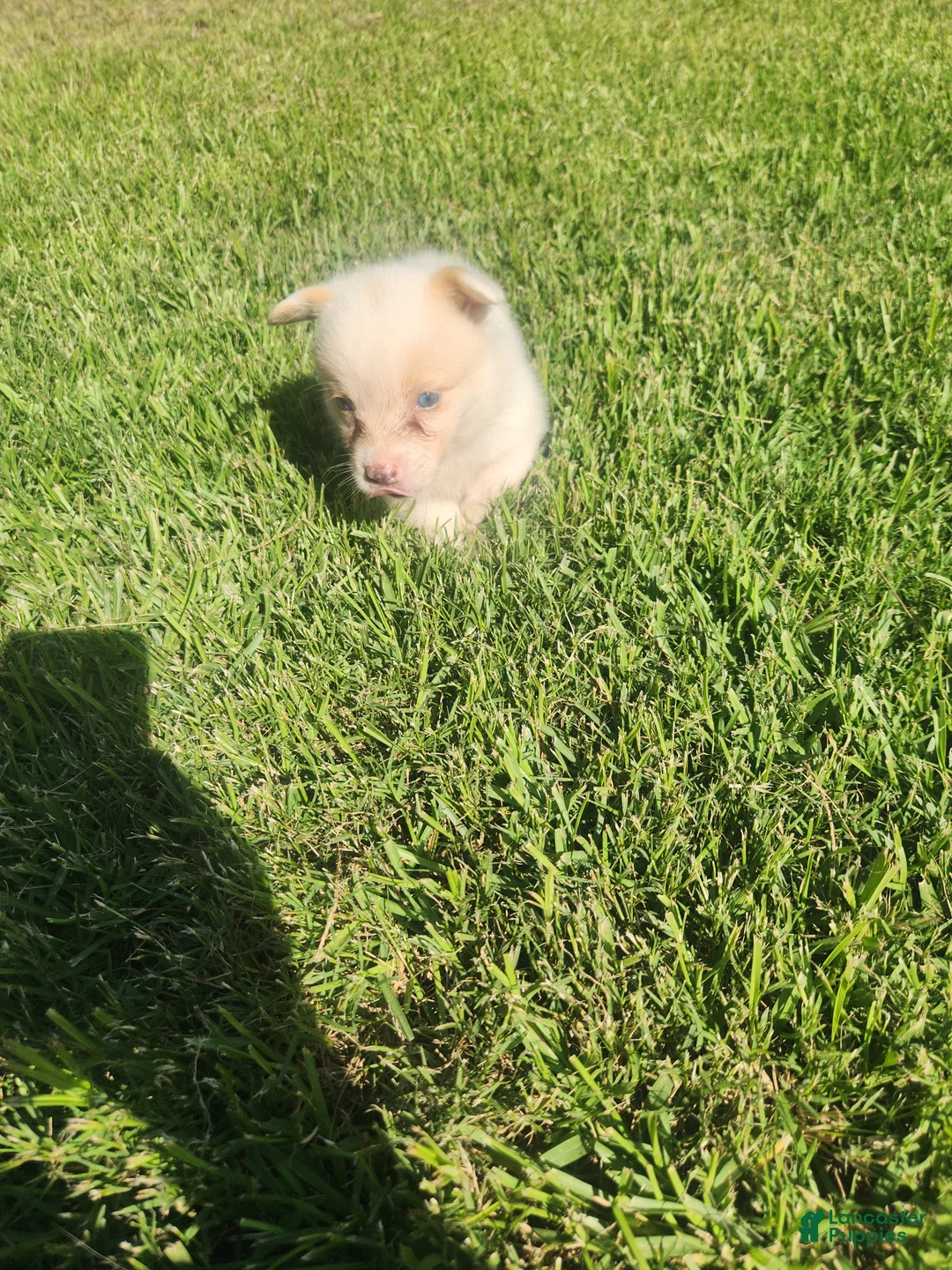 American Corgi dogs for sale: American Corgi 5 - Ad 2