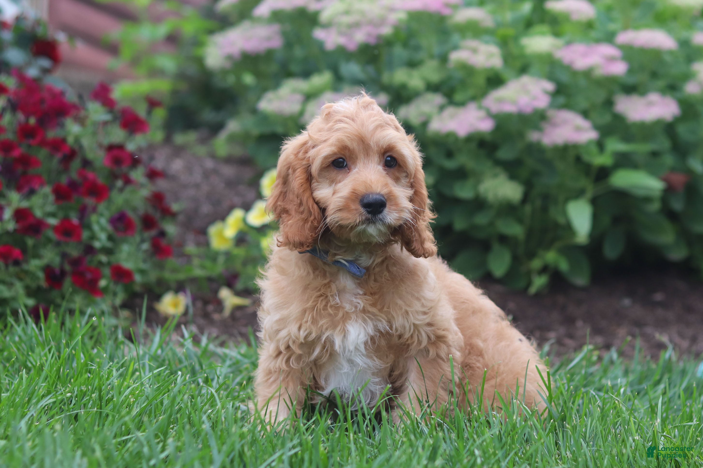 Cavapoo dogs Clyde - Ad 2