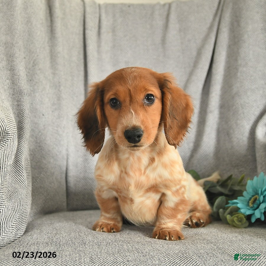 Miniature Dachshund dogs Leo - Ad 2
