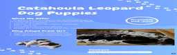 Catahoula Leopard Dog dogs for sale: Ember - Ad 5
